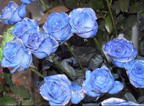 蓝玫瑰怎么种？蓝玫瑰花语是什么？