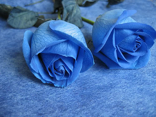 蓝玫瑰怎么种？蓝玫瑰花语是什么？