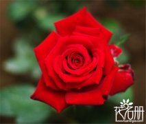 25朵玫瑰花语是什么，祝你幸福_花语大全