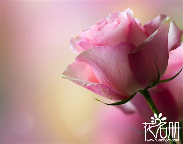 25朵玫瑰花语是什么，祝你幸福_花语大全