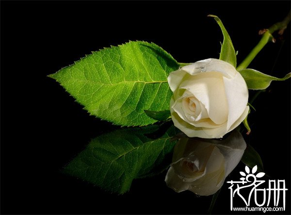 25朵玫瑰花语是什么，祝你幸福_花语大全