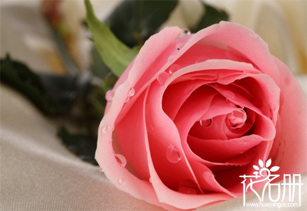 25朵玫瑰花语是什么，祝你幸福_花语大全