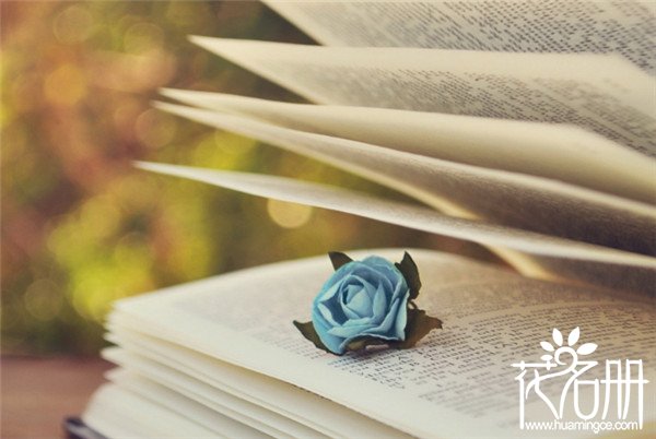25朵玫瑰花语是什么，祝你幸福_花语大全