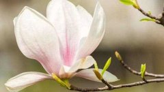木兰花语：高尚的灵魂 木兰花的寓意和传说