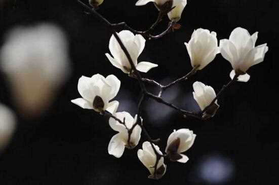 木兰花语：高尚的灵魂 木兰花的寓意和传说