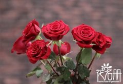 11朵红玫瑰花语是什么，一心一意的爱_花语大全