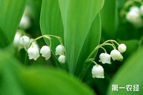 风铃草有哪些种类？风铃草的花语是什么？