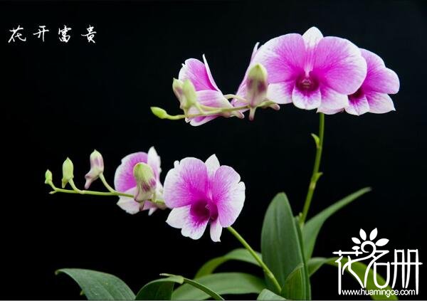 石斛兰的花语是什么,亲爱的欢迎你_花语大全