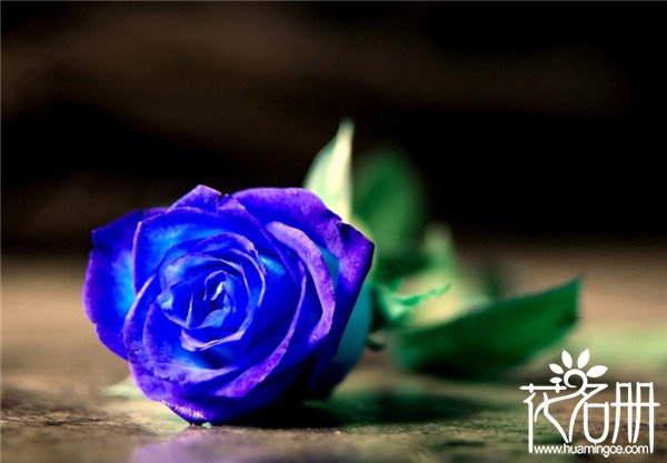 40朵玫瑰花语是什么意思，誓死不渝的爱情_花语大全