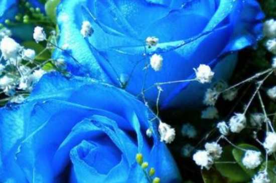 蓝色妖姬的花语 蓝色妖姬的寓意