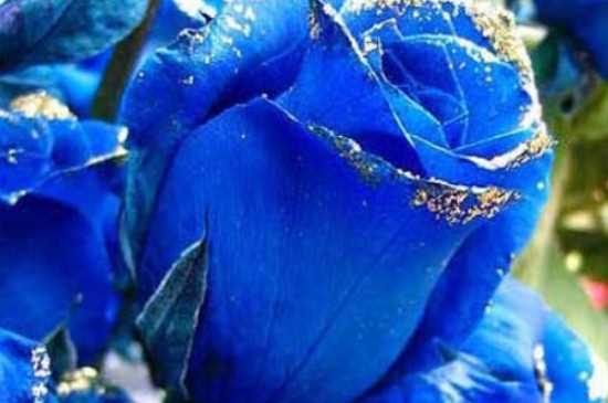 蓝色妖姬的花语 蓝色妖姬的寓意