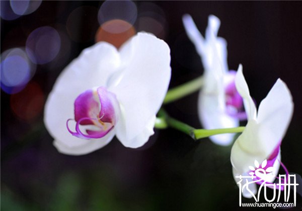 白色蝴蝶兰花语是什么，爱情纯洁友谊珍贵_花语大全