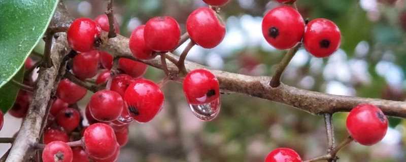 冬青果实的花语是生命