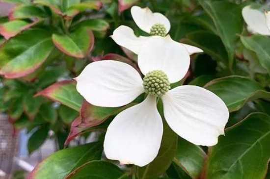 日本四照花花语：回礼 永恒