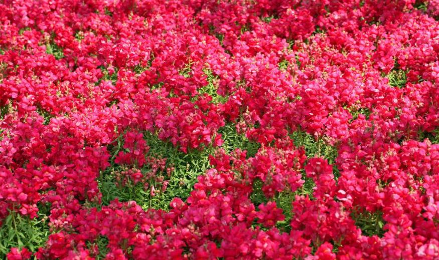金鱼草花语是什么?送它代表什么?_花语大全