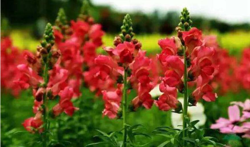 金鱼草花语是什么?送它代表什么?_花语大全