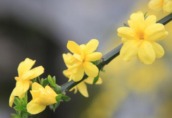 迎春花的花语，相爱到永远_花语大全