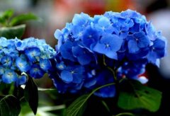 蓝色绣球花花语是什么，浪漫和美满_花语大全