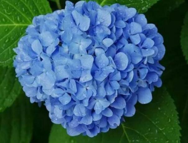 蓝色绣球花花语是什么,浪漫和美满_花语大全