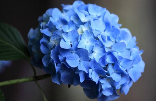 蓝色绣球花花语是什么，浪漫和美满_花语大全