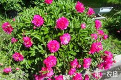 芍药花什么时候开？芍药花的花语是什么？