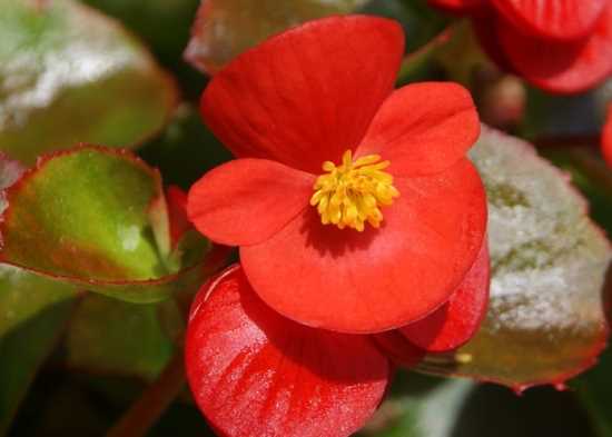 秋海棠的花语 秋海棠知识扩展