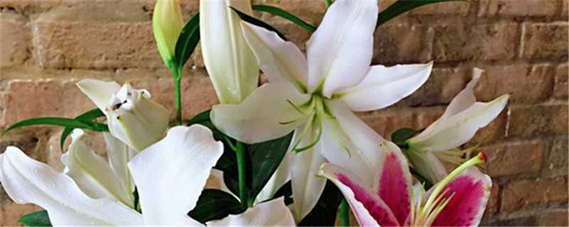 香水百合一年开几次花,香水百合花语