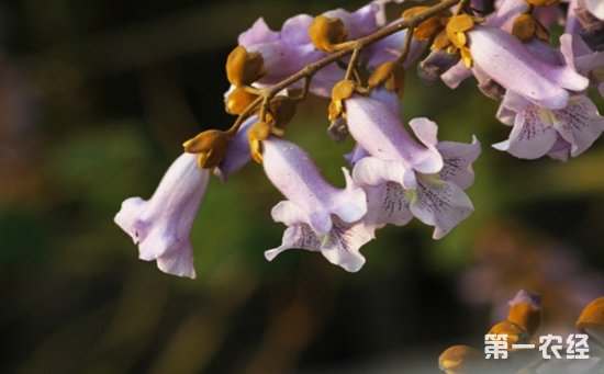 泡桐花有哪些颜色？泡桐花的花语及图片