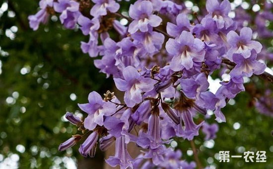 泡桐花有哪些颜色？泡桐花的花语及图片