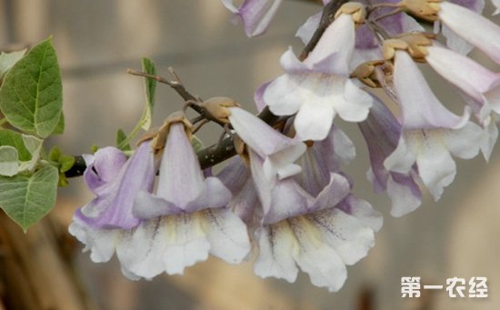 泡桐花有哪些颜色？泡桐花的花语及图片