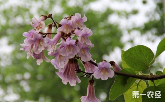 泡桐花有哪些颜色？泡桐花的花语及图片