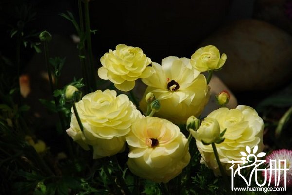 花毛茛的花语是什么,受欢迎_花语大全