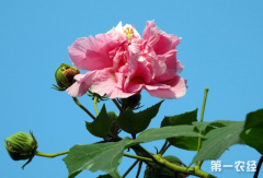 芙蓉花花语是什么？