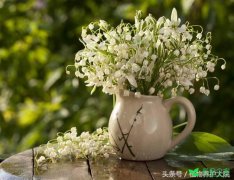 每日花语：铃兰花“幸福归来”