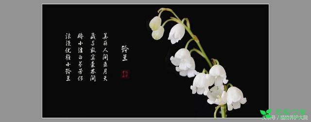每日花语：铃兰花“幸福归来”