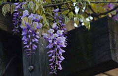 解读紫藤花的花语和故事传说