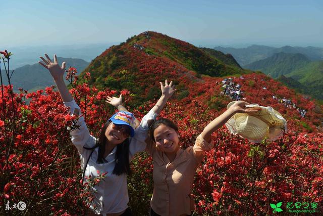 映山红花语箴言：爱的喜悦，永远属于你