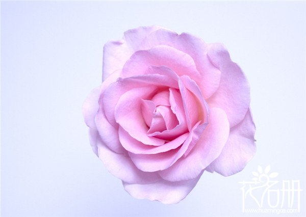 22朵玫瑰花语是什么，两情相悦_花语大全