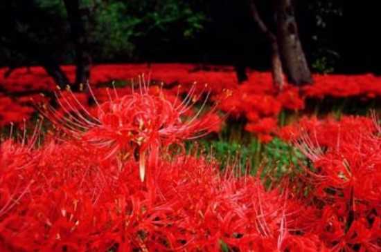 红色彼岸花的花语 红色彼岸花的象征