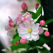 海棠花的花语含义代表什么？有哪些可用的价值呢？