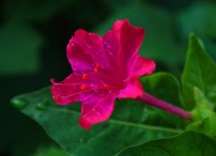 紫茉莉的花语和象征代表意义是什么？