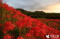 老睢养花：彼岸花你不知道的意义，花语充满彷徨跟追忆