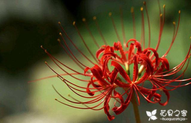 老睢养花：彼岸花你不知道的意义，花语充满彷徨跟追忆