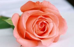 粉玫瑰的花语和不同朵数代表的意思