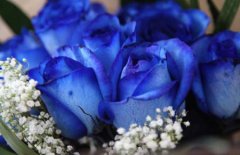 花语解读：玫瑰蓝色妖姬代表什么意思？