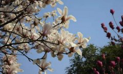 木兰花的花语是什么
