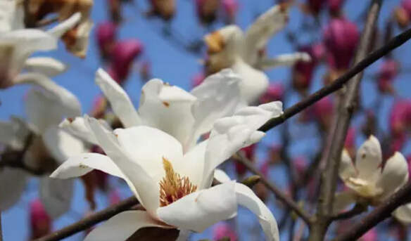 木兰花的花语是什么