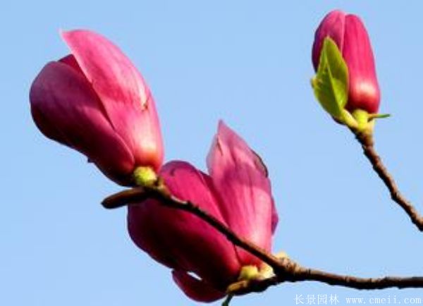 紫玉兰花语是什么？