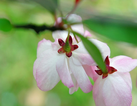 垂枝海棠的花语和文化背景
