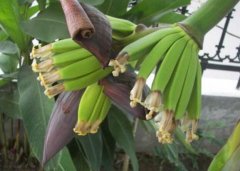 香蕉什么时候开花，香蕉的花语是什么